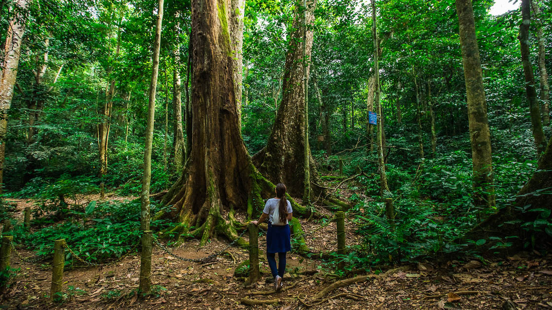 Vietnam's Empty Forests - The New York Times