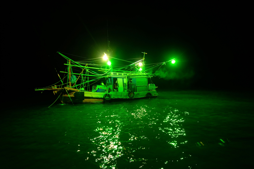 night squid fishing