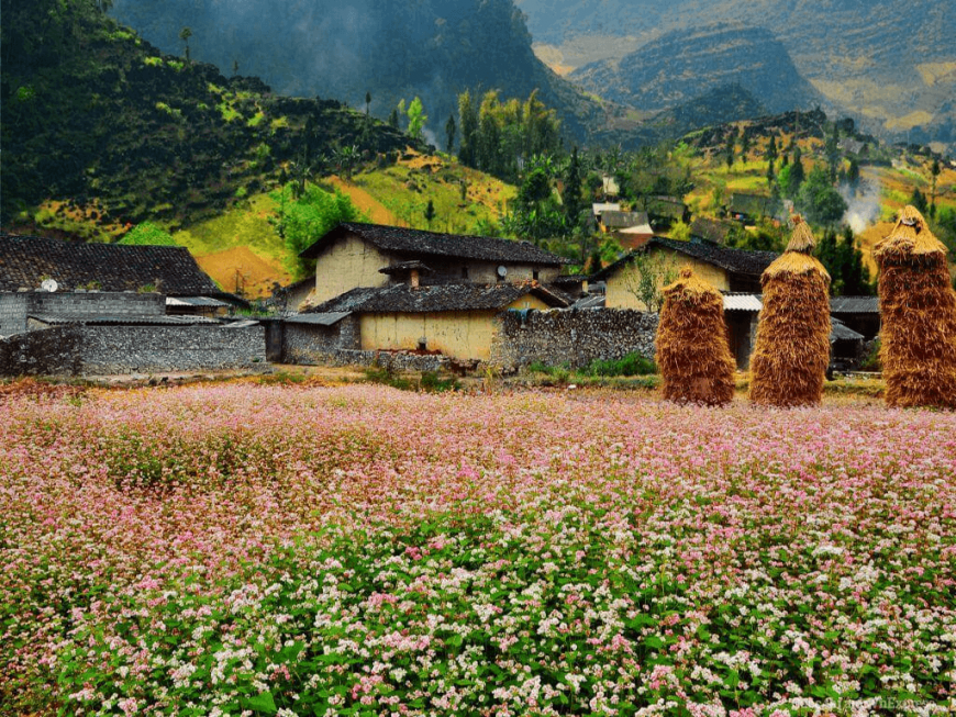 buckwheat bounty of ha giang