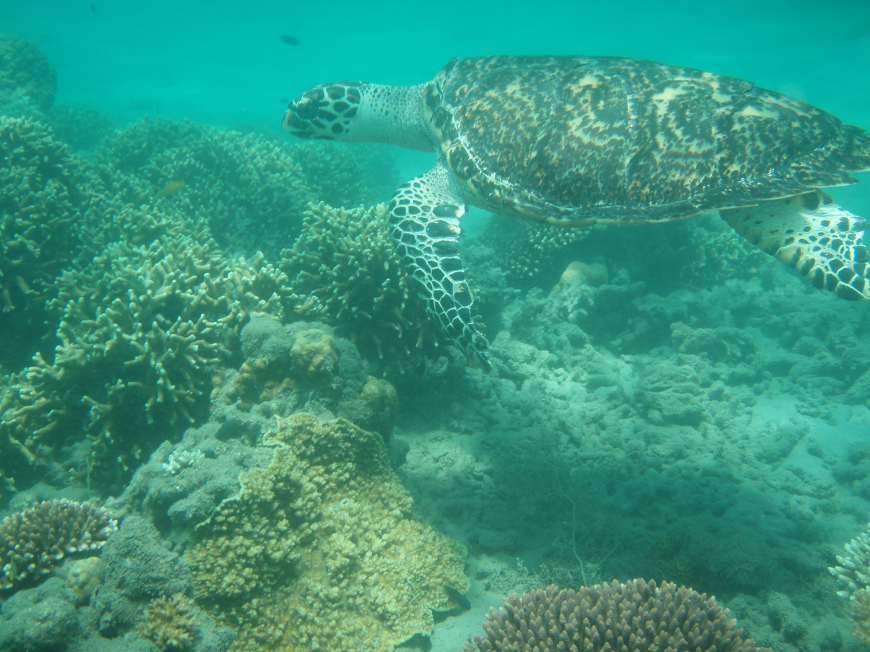 Blue Sea Turtle