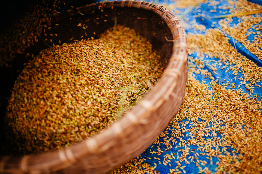 rice in vietnam