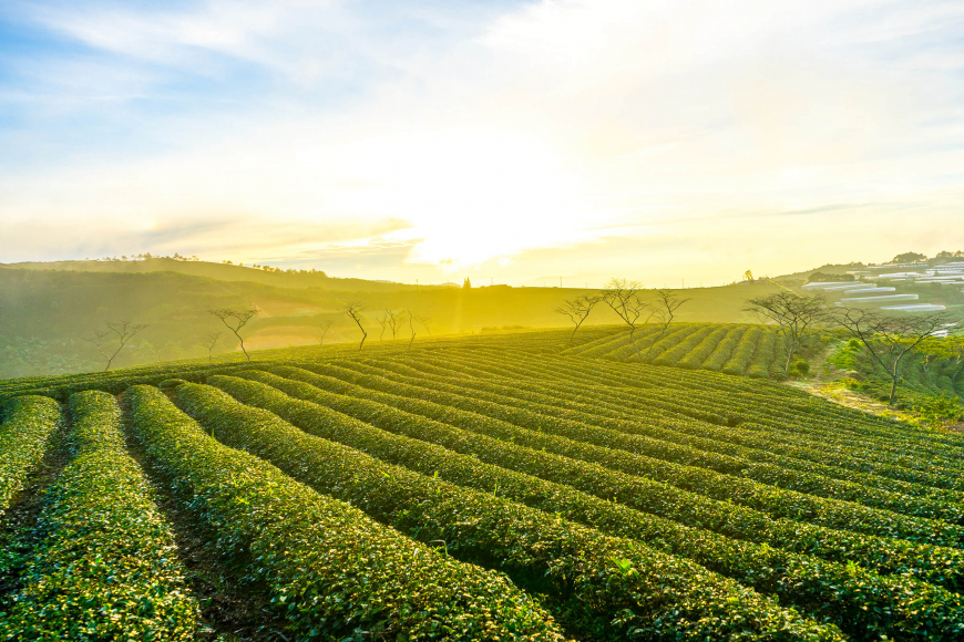 agrotourism-in-dalat 