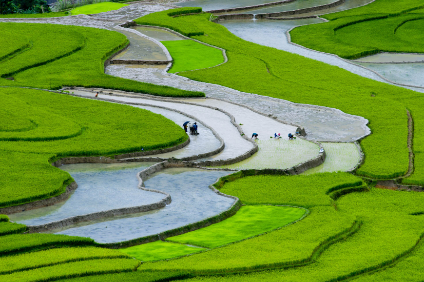 Terraced rice field in water season in Mu Cang Chai