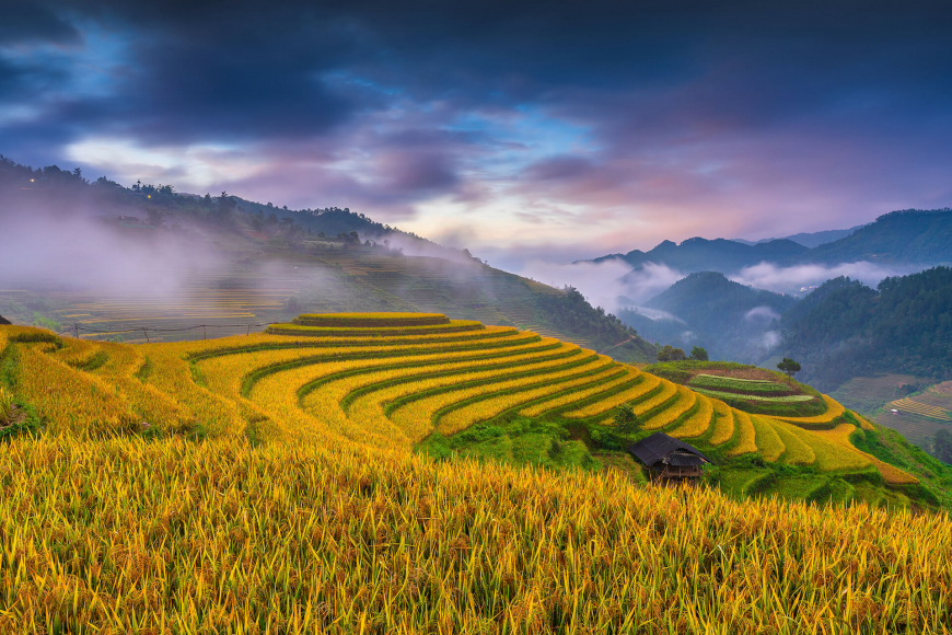 The Golden season, Mam Xoi Hill, La Pa Tan, Mu Cang Chai