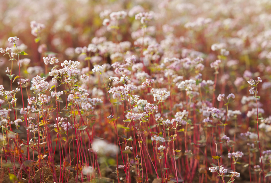 buckwheat bounty of ha giang