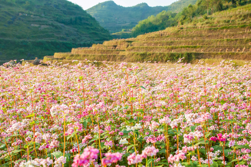 buckwheat bounty of ha giang