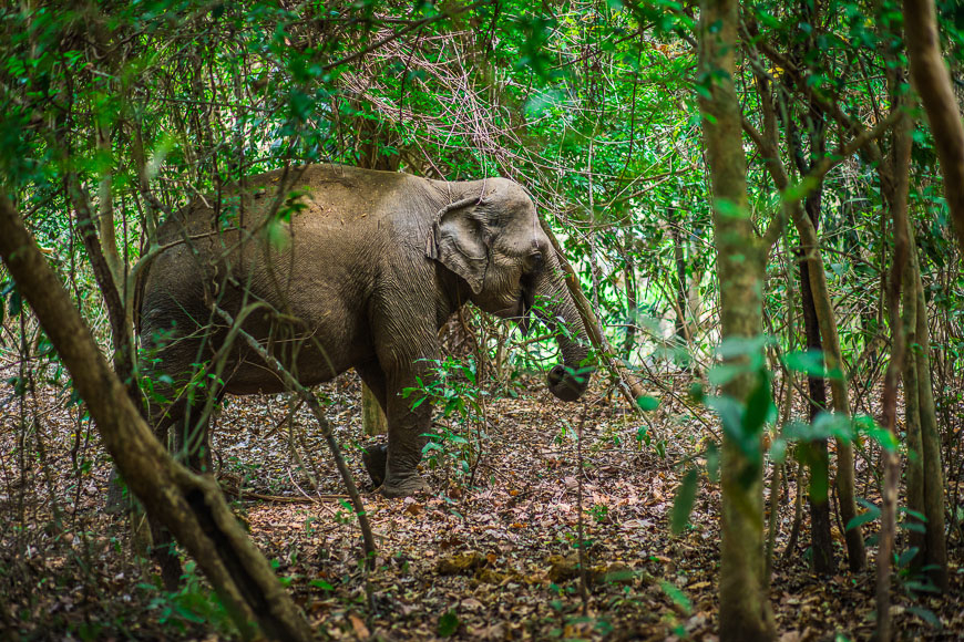 Are There Elephants in Vietnam  